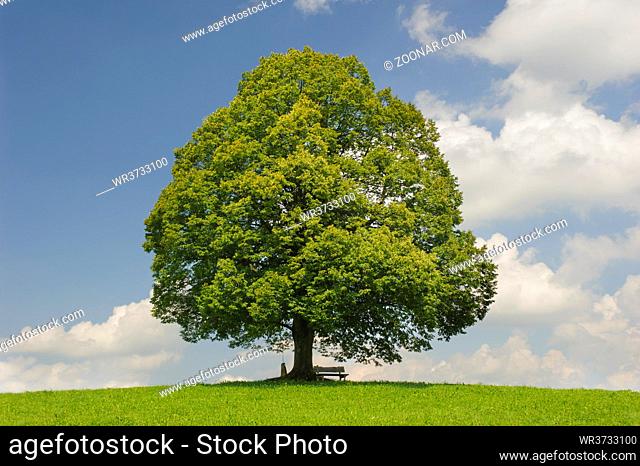 single big linden tree in field with perfect treetop