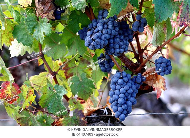 Ripe wine grapes in vineyard, Medoc, Aquitaine, France, Europe