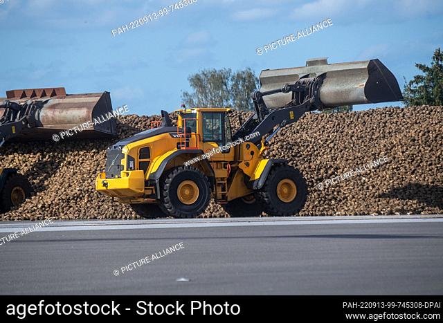 13 September 2022, Mecklenburg-Western Pomerania, Anklam: A wheel loader transports sugar beet to the processing conveyor belt on the premises of the sugar...