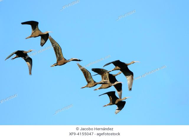 Flock of Glossy Ibis in flight. (Plegadis falcinellus) Guadiana river. Badajoz. Extremadura.Spain  The glossy ibis (Plegadis falcinellus) is a wading bird of...
