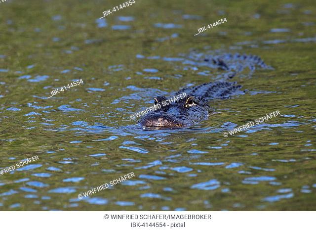 American Alligator (Alligator mississippiensis) swimming in water, Everglades National Park, Florida, USA