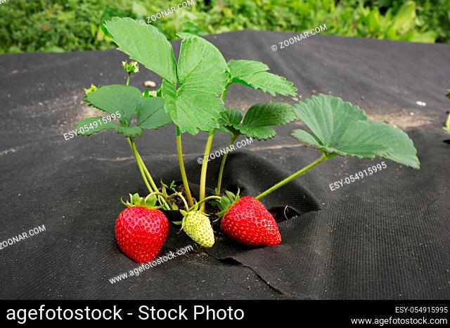 Bed with strawberries is covered with black spunbond, June