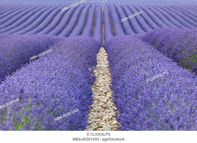 Valensole plateau, Provence, France, A lavender fields