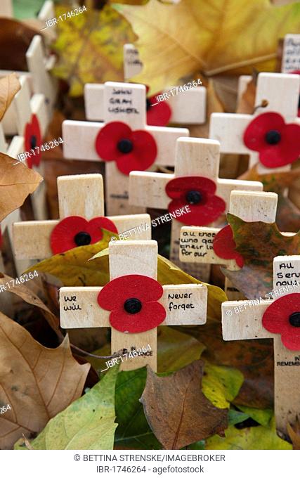 Commemorating fallen British soldiers, poppies and crosses on Field of Remembrance at Westminster Abbey, London, England, United Kingdom, Europe