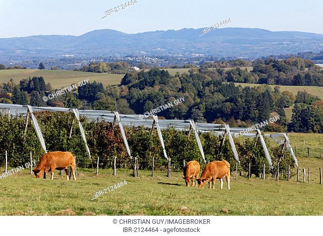 Limousin cattle grazing in front of apple trees near Uzerche, Correze, France, Europe