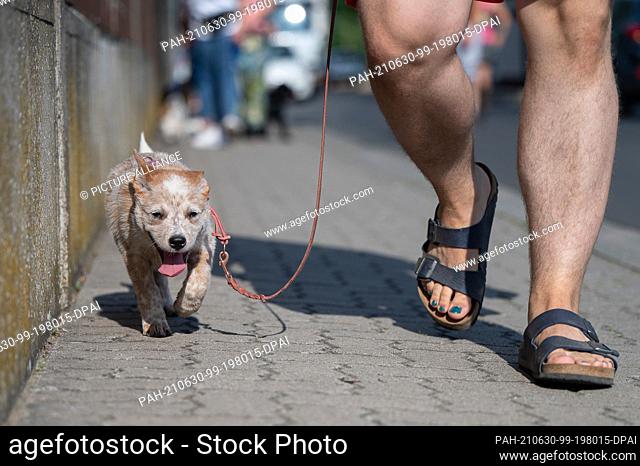 28 June 2021, Hessen, Hanau: Emma, Australian cattle dog, walks on a leash during puppy class at a dog training school. to dpa: ""First loved, then deported?"")