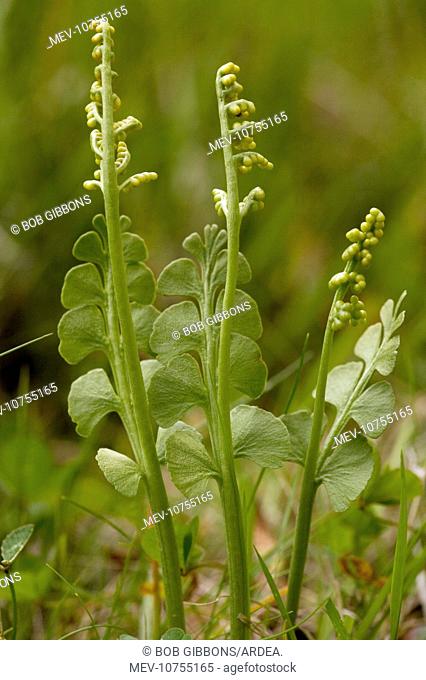 Moonwort an unusual fern. With fertile fronds. (Botrychium lunaria)