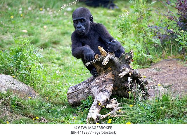 Young Western Lowland Gorilla (Gorilla gorilla gorilla), Critically endangered, IUCN 2009