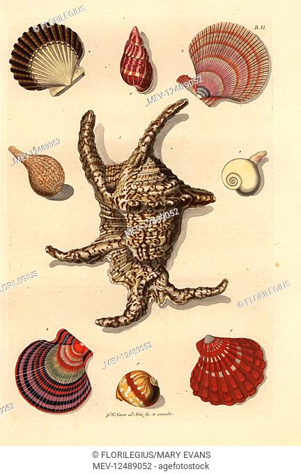 Various mollusc shells: Chiragra spider conch, Harpago chiragra 1, scallops, Pecten species 2-5, whelk, Buccinum undatum 6, Lagena species 7, sea snail