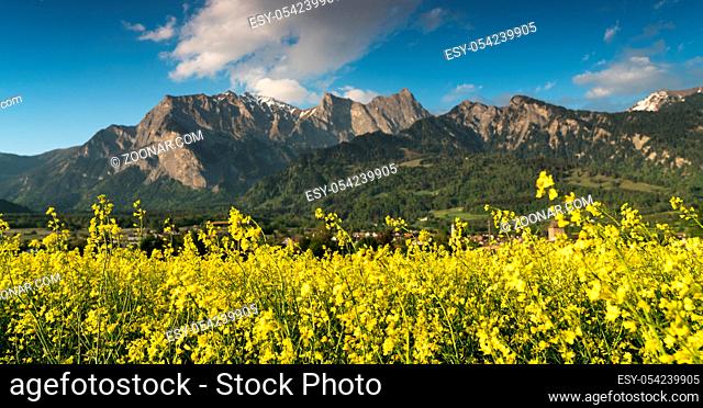 rapeseed field in full yellow bloom with a great mountain landscape behind in the Maienfeld region of Switzerland