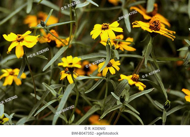 Creeping Zinnia, Narrow-leaf zinnia, Narrowleaf Zinnia, Narrowleaved Zinnia (Zinnia haageana, Zinnia angustifolia), blooming plants