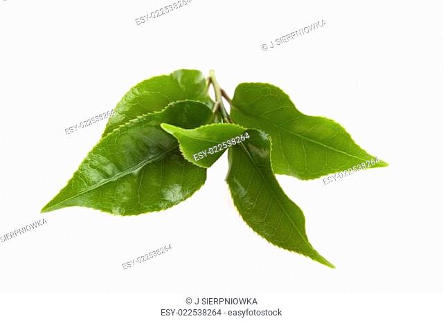 fresh tea leaves isoalted on the white background