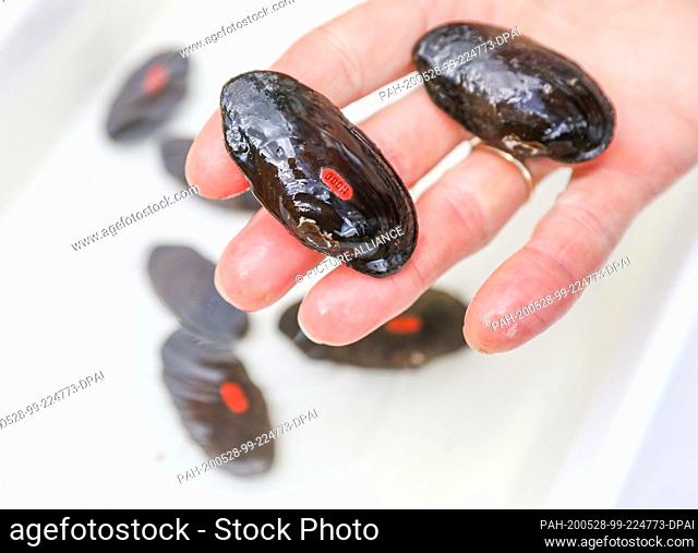 28 May 2020, Saxony, Bad Brambach: An employee of the breeding station holds marked river pearl mussels in his hand before they are released into the wild