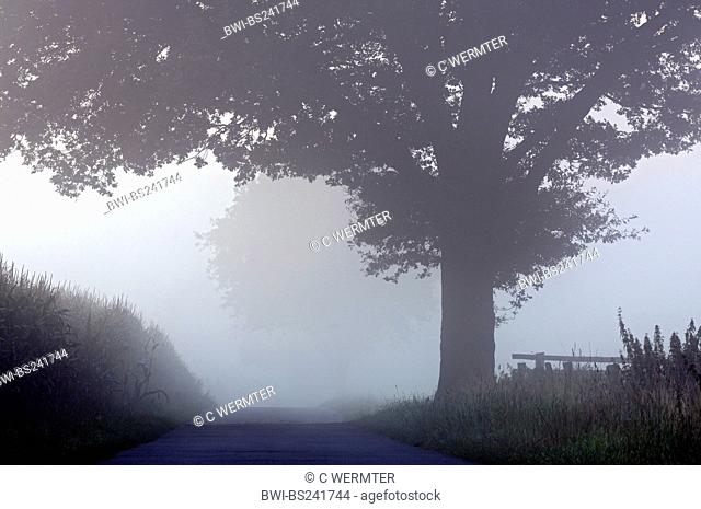 country road with tree in morning mist, Germany, North Rhine-Westphalia, Dingdener Heide