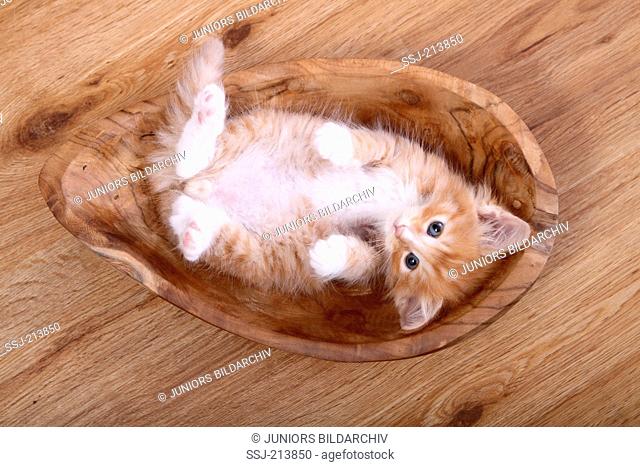 Norwegian Forest Cat. Kitten (6 weeks old) lying in a wooden bowl on parquet, seen from above. Germany