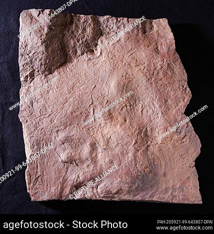 08 September 2020, Rhineland-Palatinate, Thallichtenberg: A footprint of a pareiasaur, also called cheek lizard, solidified in sandstone is lying on a table in...
