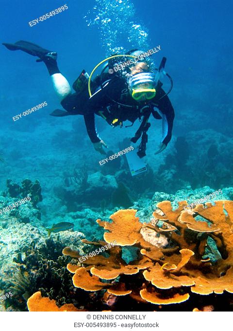 Scuba diver and coral reef