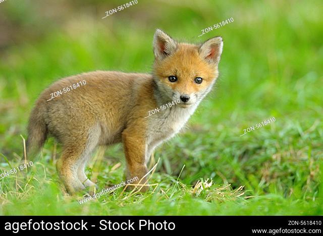 Junger Fuchs, Vulpes vulpes, Deutschland