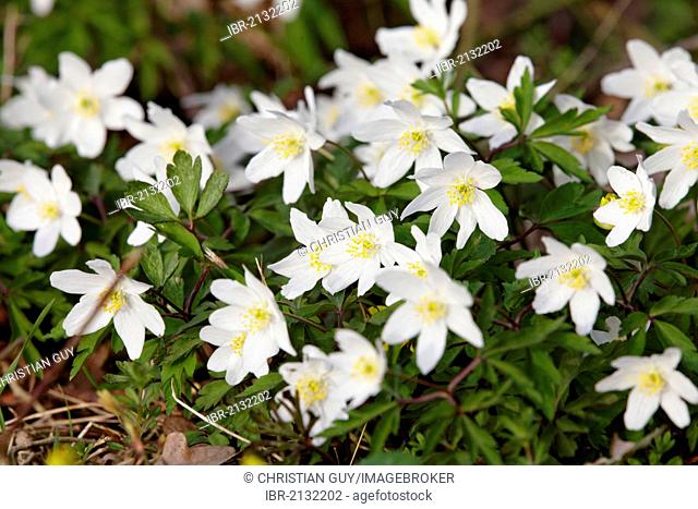Wood anemone, Windflower, Thimbleweed or Smell fox (Anemone nemorosa), Allier, France, Europe