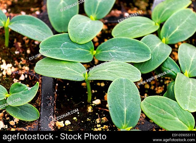 A cluster of cucumber seedlings growin in soil