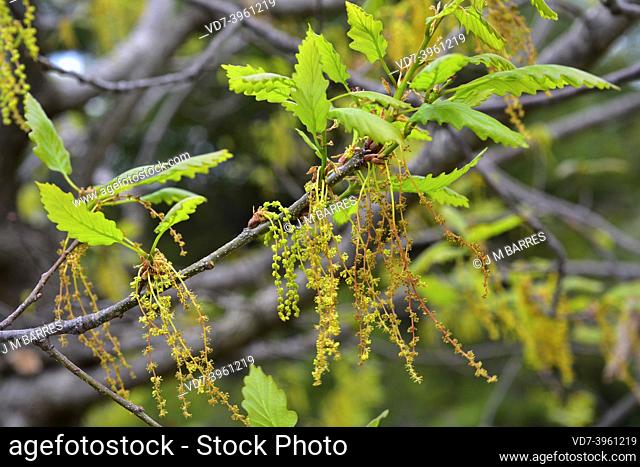Sessile oak (Quercus petraea) is a deciduous tree native to central Europe, mountains of southern Europe and Asia Minor. This photo was taken in Palencia