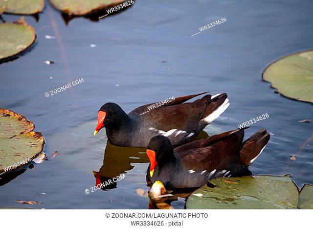 Common moorhen bird Gallinula chloropus forages for food in a marsh in Naples, Florida