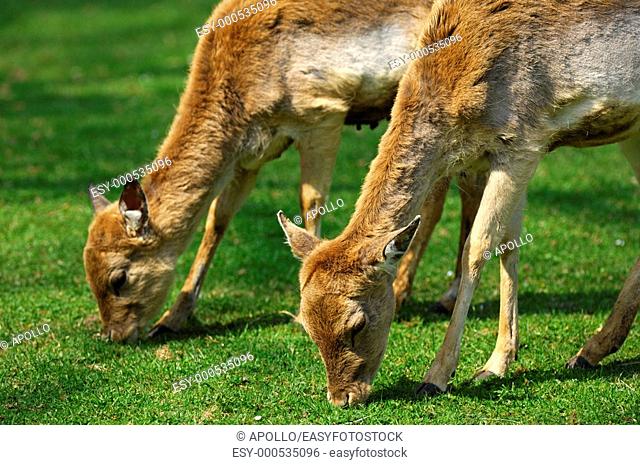 Browsing female Fallow Deers, Dama dama