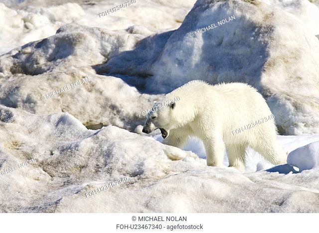 An adult polar bear Ursus maritimus yawning on multi-year ice floes in the Barents Sea off the eastern coast of EdgeÏya Edge Island in the Svalbard Archipelago