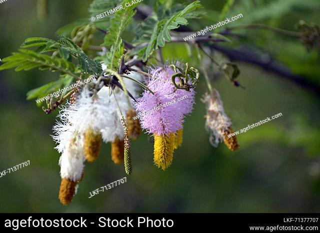 Uganda; Western Region; Queen Elizabeth National Park; white-yellow and pink-yellow flowers of the color catkin bush; Subfamily of the mimosa family