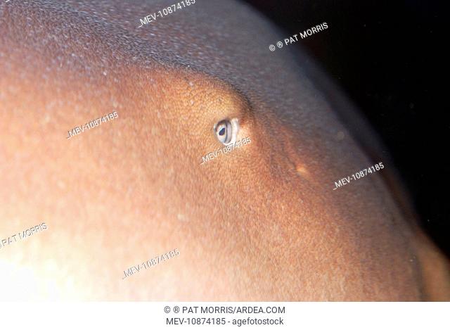 Nurse Shark eye (Ginglymostoma cirratum)