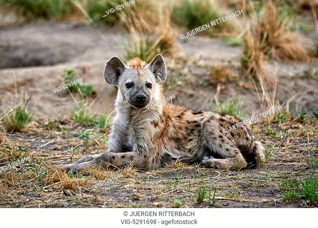 young spotted hyena, Crocuta crocuta, Ishasha Sector, Queen Elizabeth National Park, Uganda, Africa - Uganda, 15/02/2015