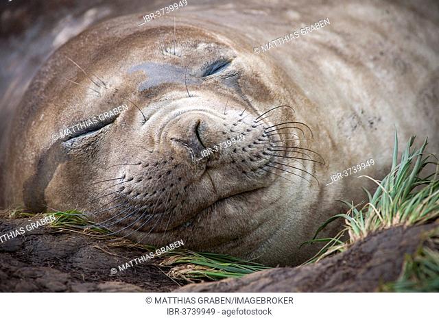 Southern Elephant Seal (Mirounga leonina) female, asleep, Gold Harbour, South Georgia and the South Sandwich Islands, United Kingdom