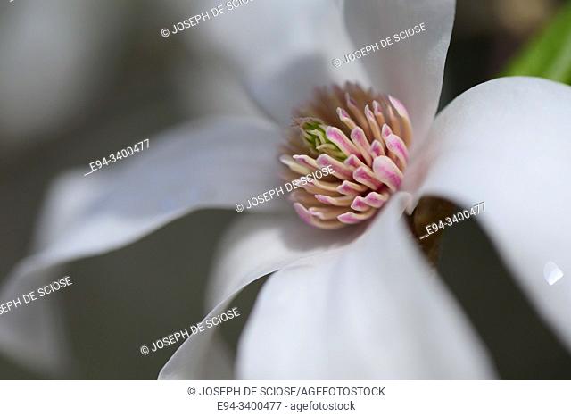Close up of a Magnolia stellata flower