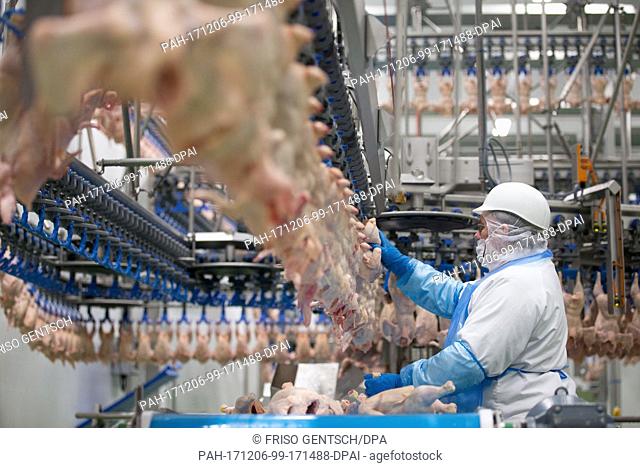 An employee processes poultry in the production halls of the poultry producer Wiesenhof in Lohne, Germany, 05 December 2017