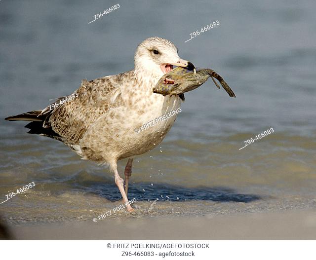 Herring Gull (Larus argentatus) with fish, De Soto Park beach, near Tampa, Florida, USA