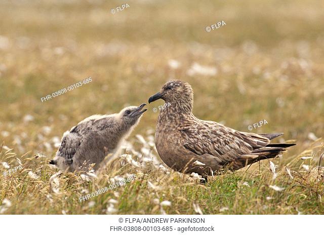 Great Skua Stercorarius skua adult, with chick begging for food, standing on open moorland, Shetland Islands, Scotland, july