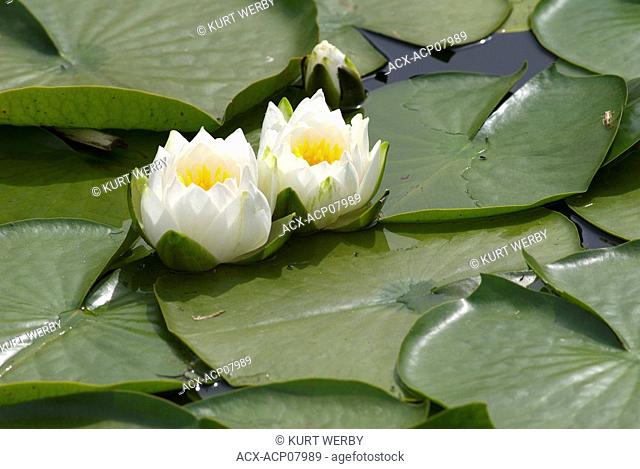 Water Lillies Nymphaeaceae in a pond near False Creek, Vancouver, British Columbia, Canada