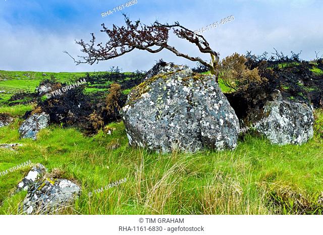 Windswept Tree on the Old Bog Road, Connemara, County Galway, Ireland