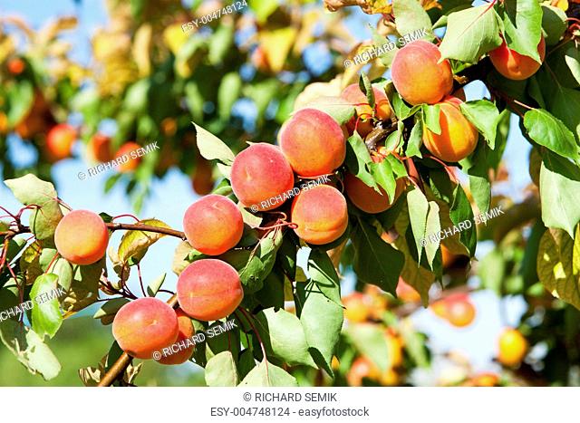 apricots in orchard