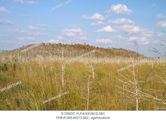 View of dwarf cypress savannah habitat, formed by Pond Cypress (Taxodium ascendens) growing with limited nutrients, Everglades N.P., Florida, U.S.A