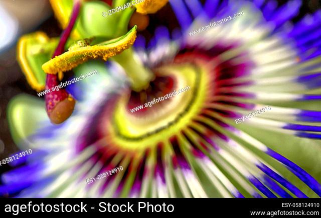 Exotic Passion flower, Passiflora caerulea or golden granadilla macro photography close up shot of flower stamens