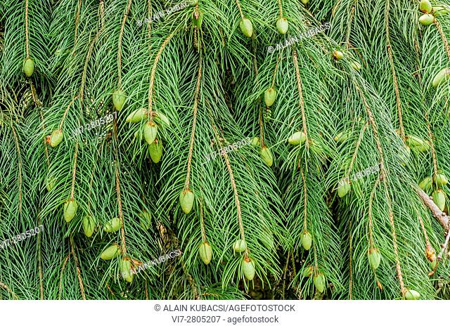 Himalayan Spruce / Picea smithiana