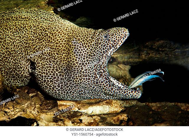 Honeycomb Moray Eel, gymnothorax favagineus, Adult with Open Mouth cleaned by a Bluestreak Cleaner Wrasse, labroides dimidiatus, South Africa