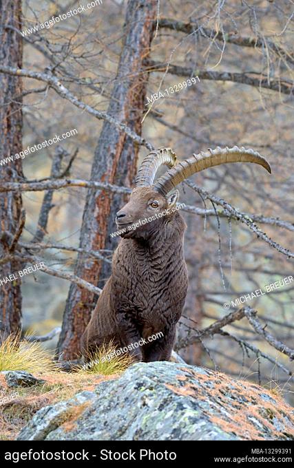 Ibex, Gran Paradiso National Park, Italy