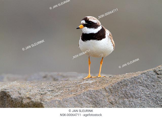 Common Ringed Plover (Charadrius hiaticula) standing on a rock, Iceland, Reykjaness, Grindavik