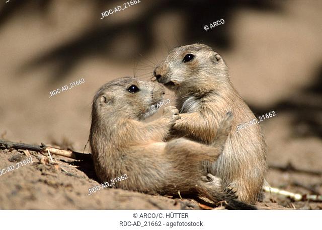 Young Black-tailed Prairie Dogs playing Cynomys ludovicianus side