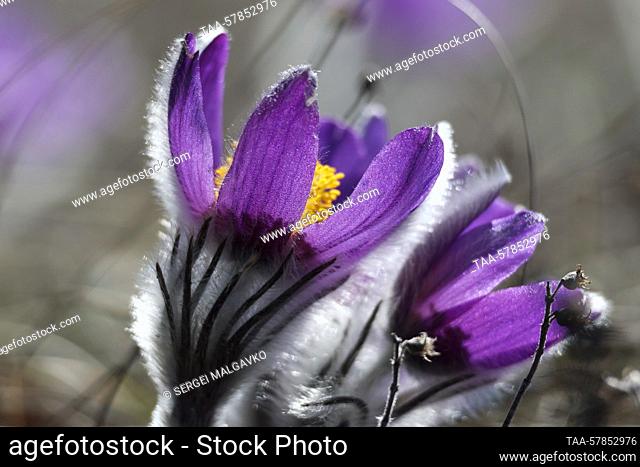 RUSSIA, SEVASTOPOL - MARCH 13, 2023: Eastern pasque flowers are pictured on Kara-Koba Plateau near the village of Ternovka. Sergei Malgavko/TASS