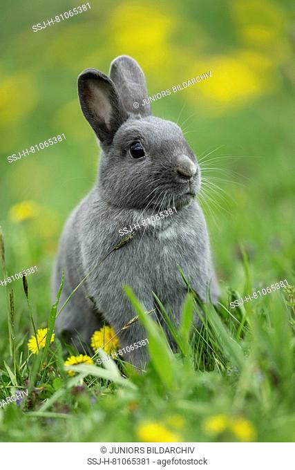 Gray Netherland Dwarf Rabbit sitting on its haunches in a meadow. Germany