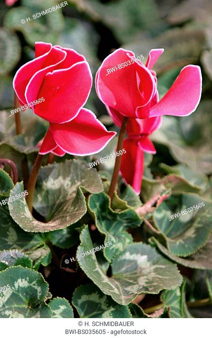 Florists Cyclamen (Cyclamen persicum-Hybride), with pink flowers