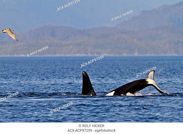 Transient killer whales (orca, Orcinus orca, T30's & T137's) after killing a sea lion off Malcolm Island near Donegal Head, British Columbia, Canada